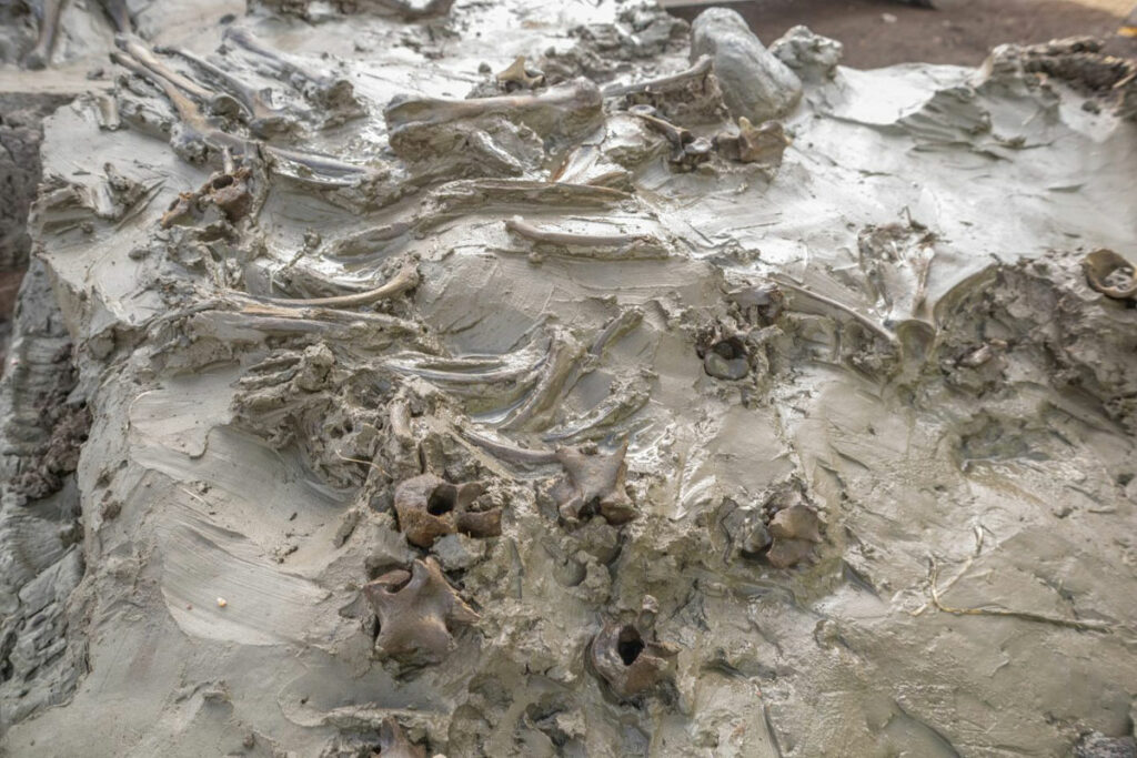 Dog bones in situ, Logsjömossen, Sweden