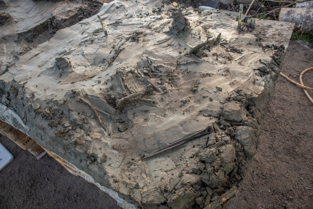 Dog bones and bone dagger in situ, Logsjömossen, Sweden