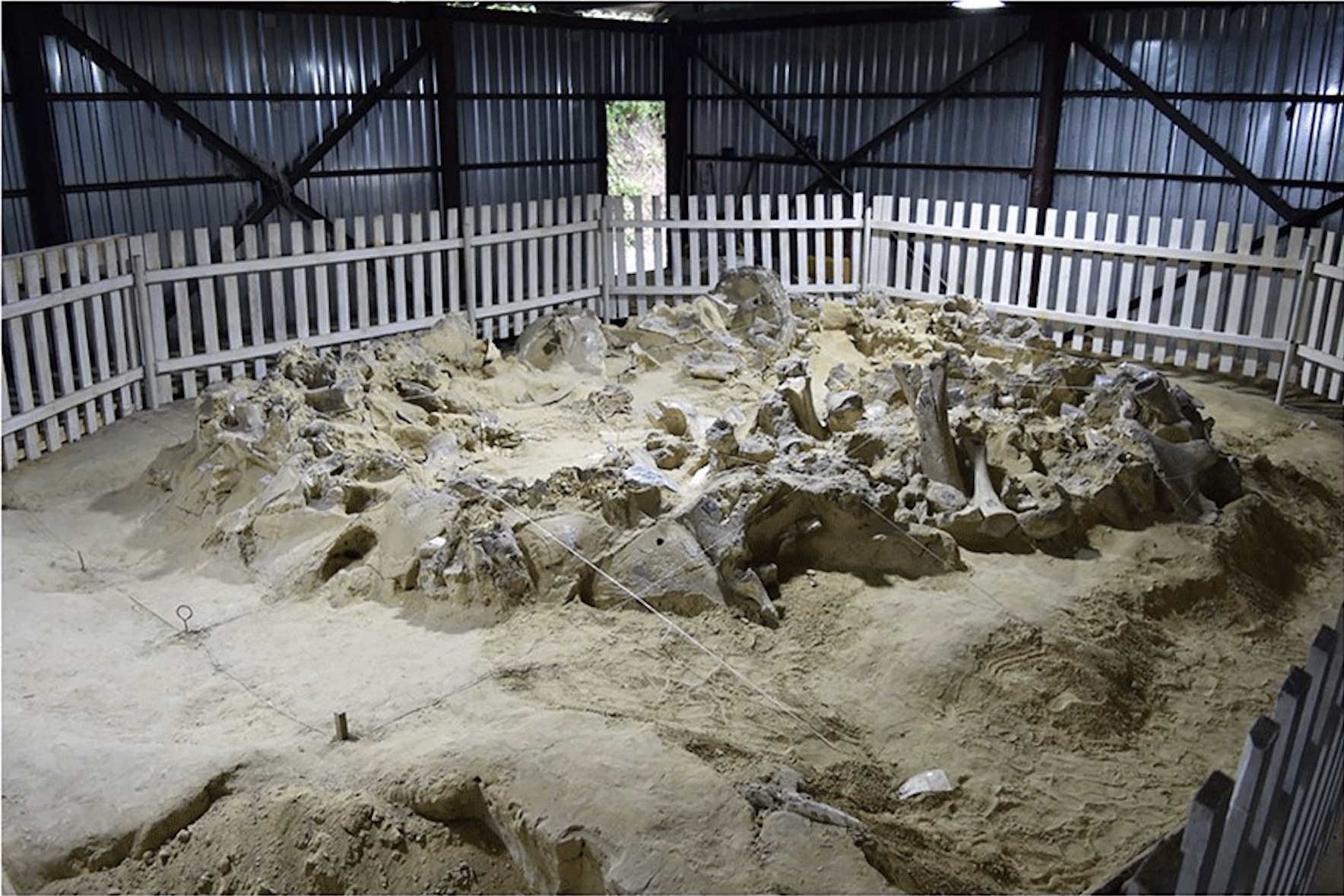 Mammoth-bone structure during excavation at the site of Mezhyrich, Cherkasy Oblast, Ukraine