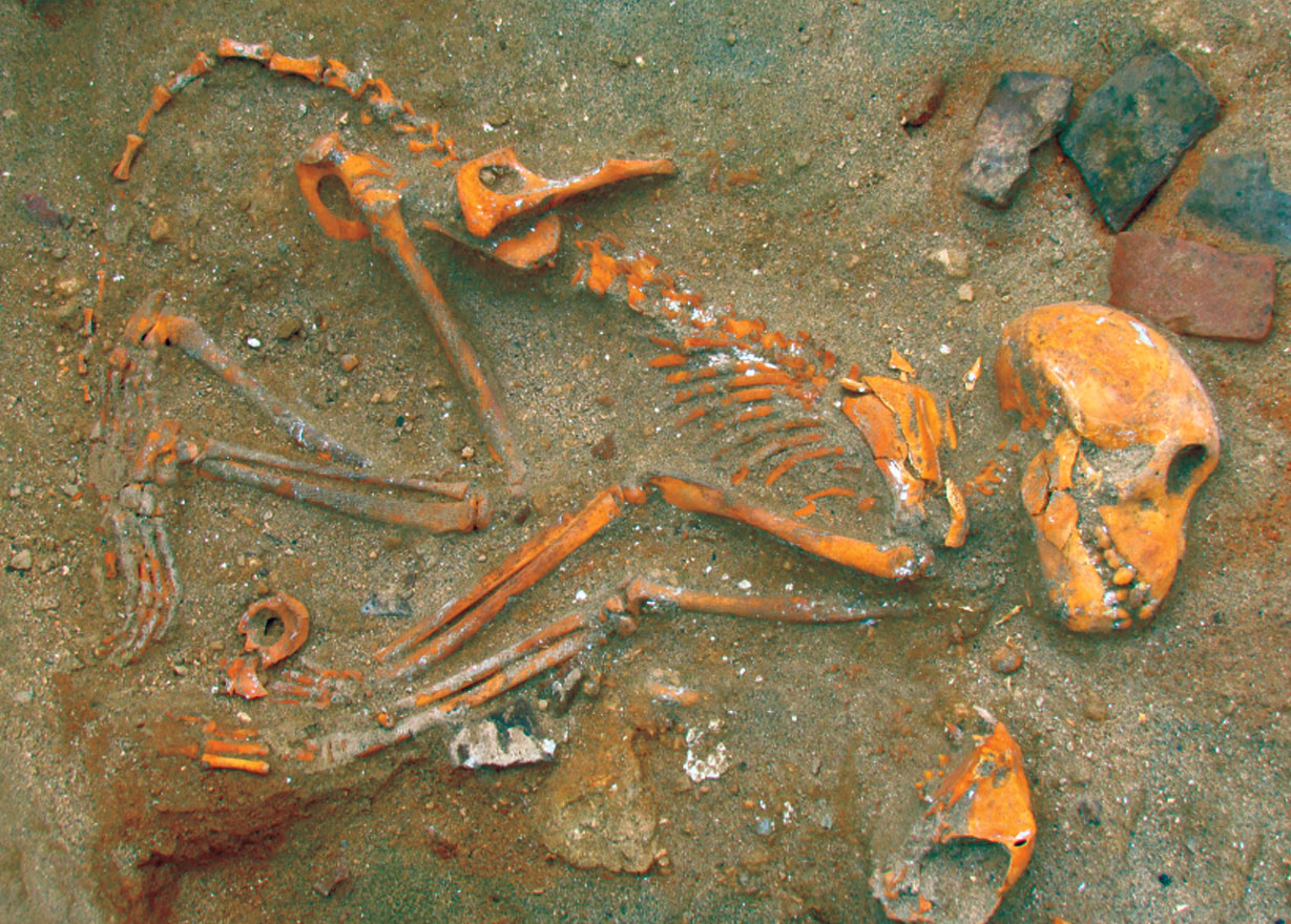 Macaque skeleton, Berenike, Egypt