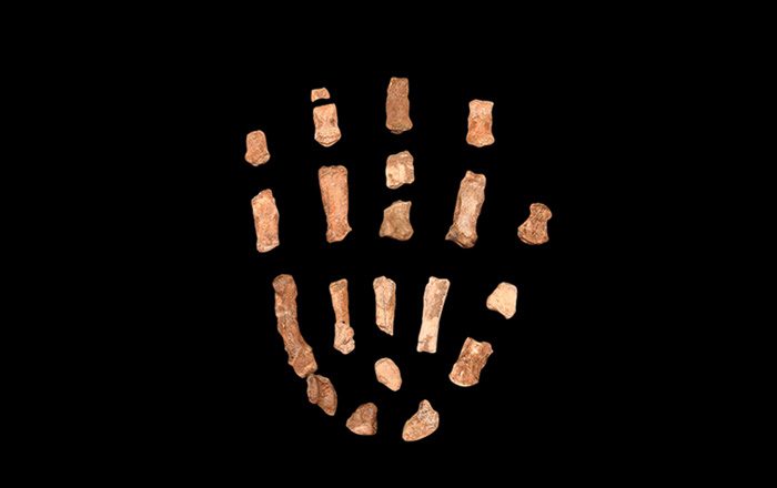 Paranthropus boisei hand bones