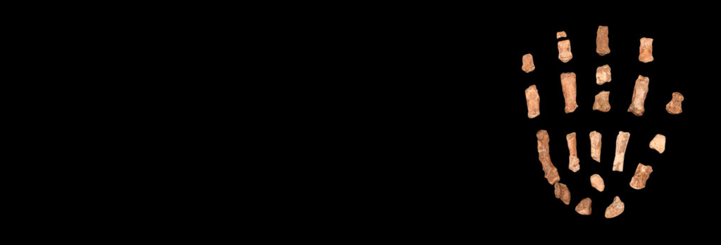 Paranthropus boisei hand bones