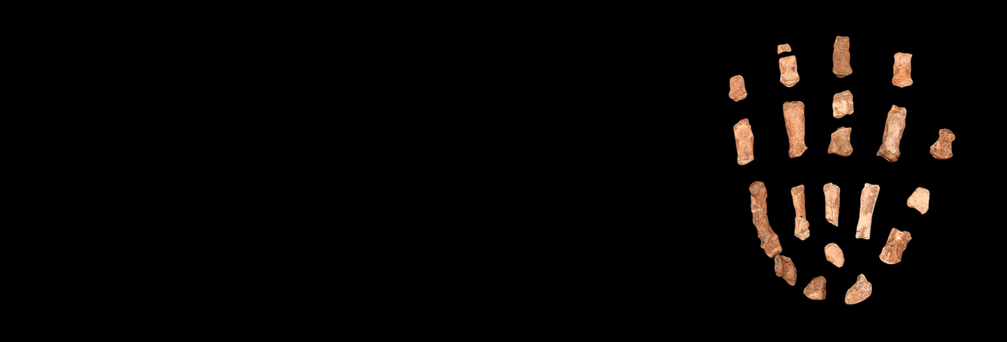 Paranthropus boisei hand bones