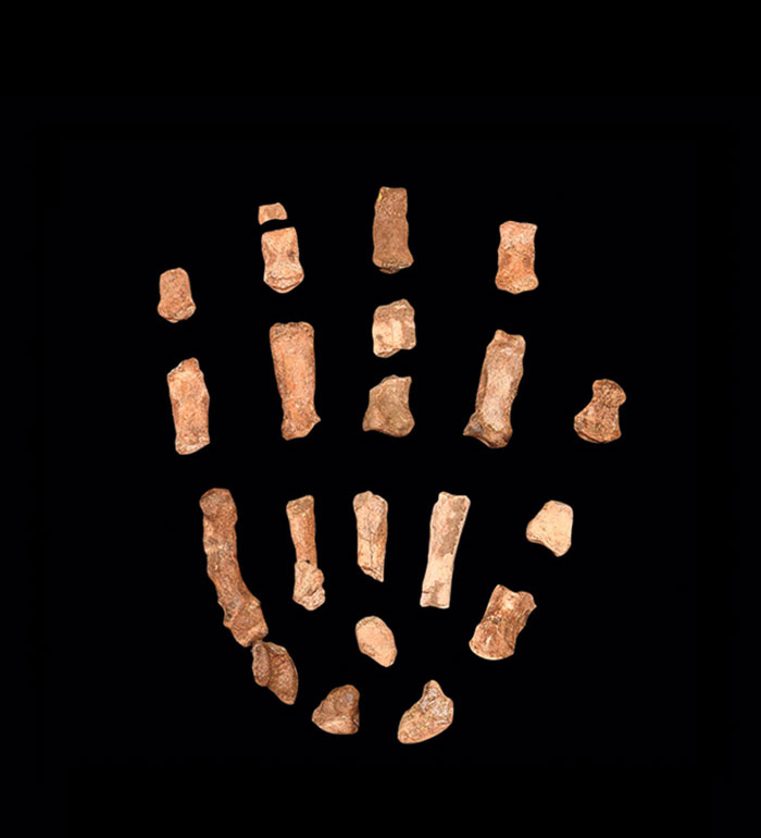 Paranthropus boisei hand bones