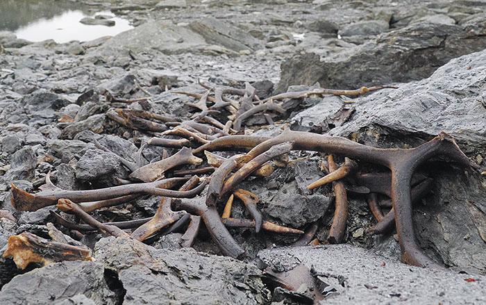 Antlers, Vestland County, Norway