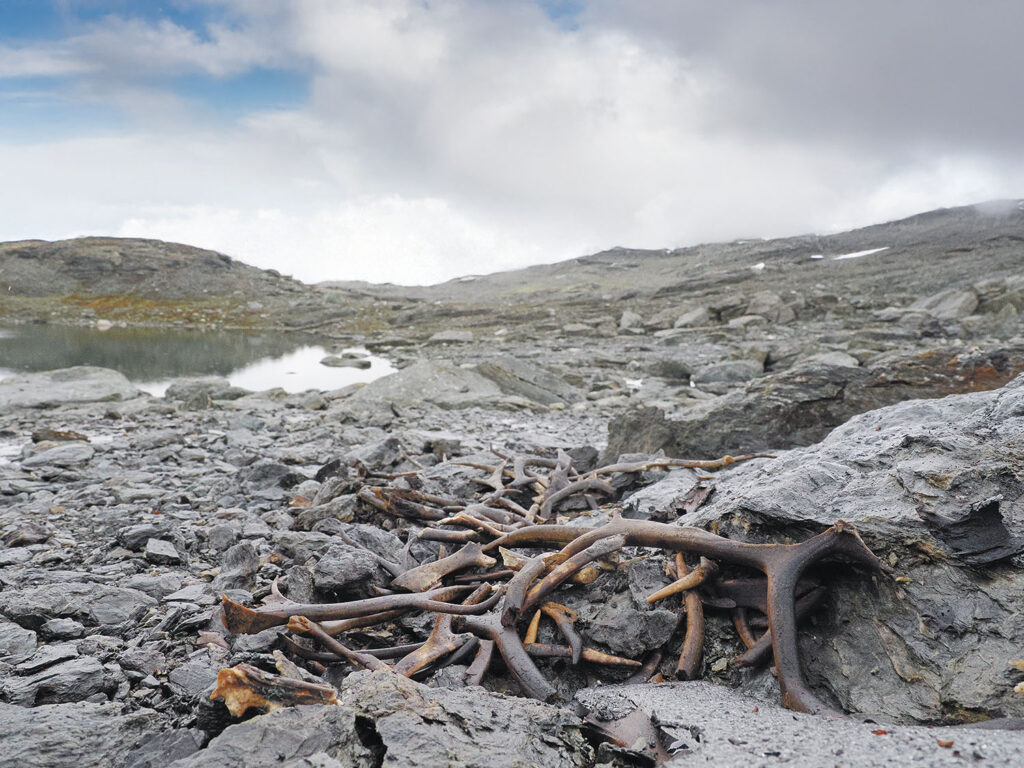 Antlers, Vestland County, Norway
