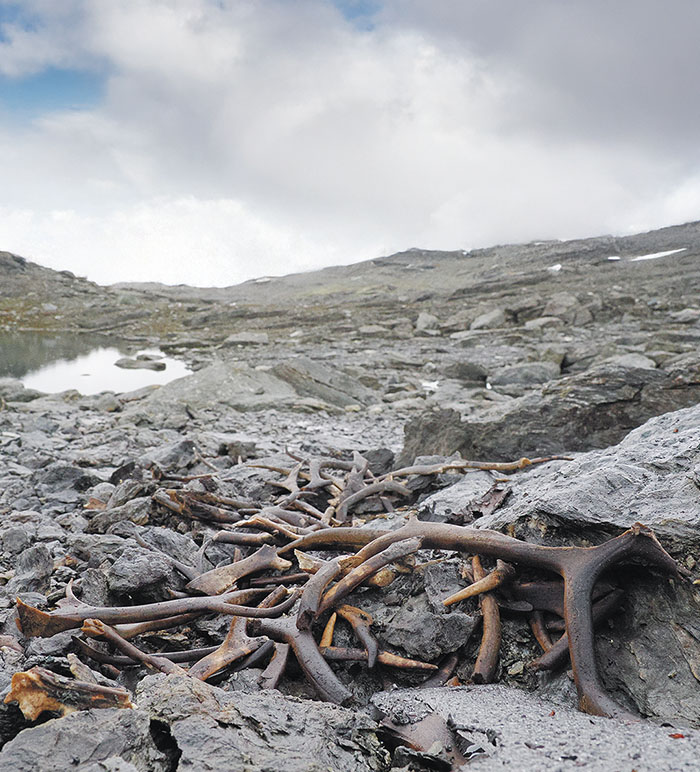 Antlers, Vestland County, Norway