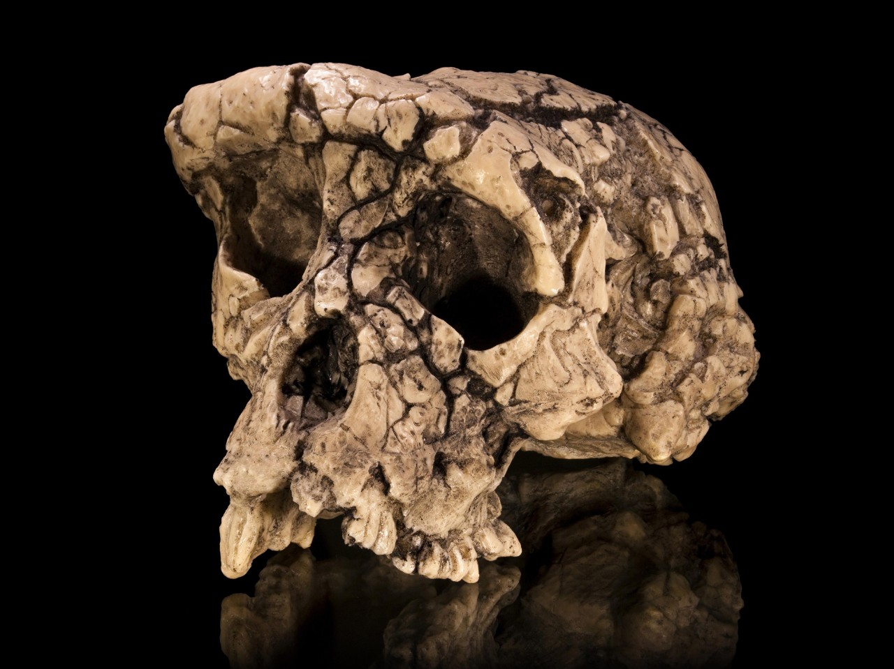 Cast of Sahelanthropus tchadensis skull