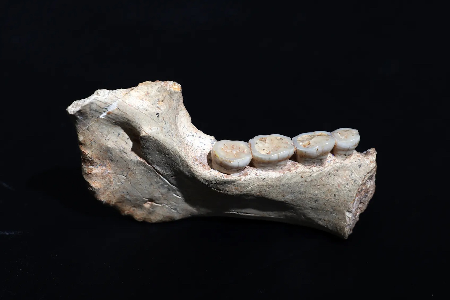 Mandible ThI-GH-1 from Morocco's Thomas Quarry