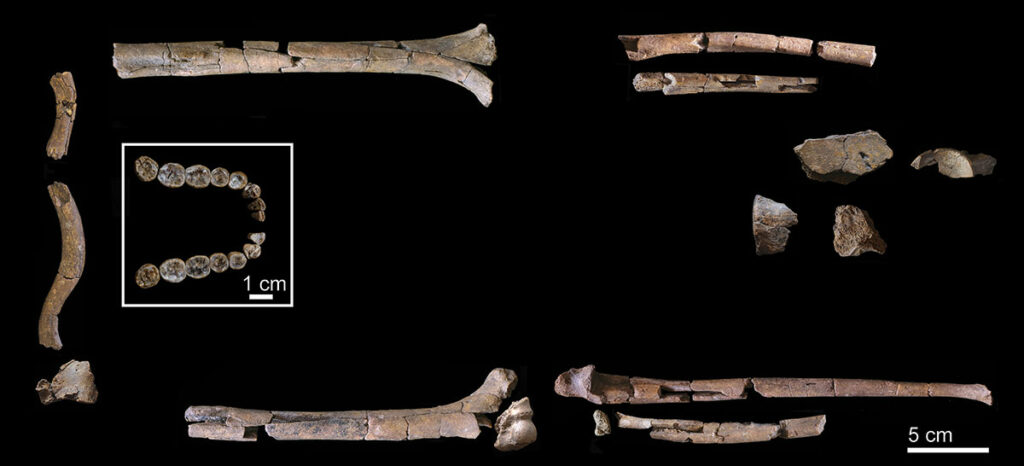 Teeth and vertebrae of Homo habilis individuals