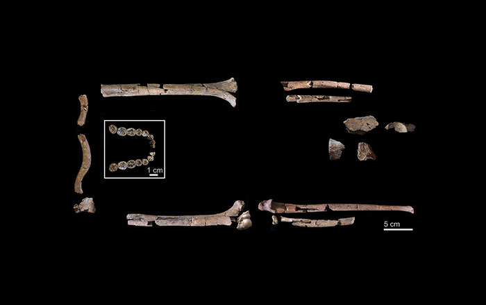 Homo habilis bones