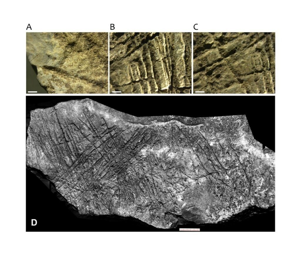Detail of engravings on limestone block from cave in Moravia, Czech Republic