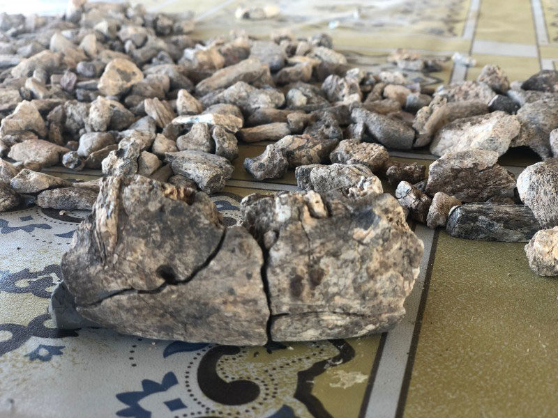 Fragments of the Paranthropus mandible after reassembly