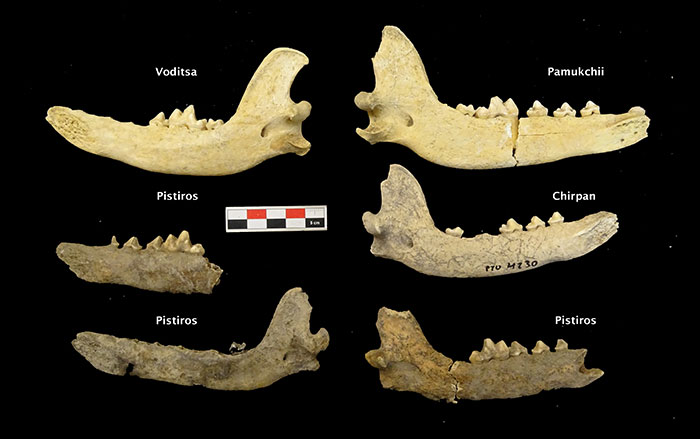 Dog mandibles recovered from Bulgarian Iron Age sites