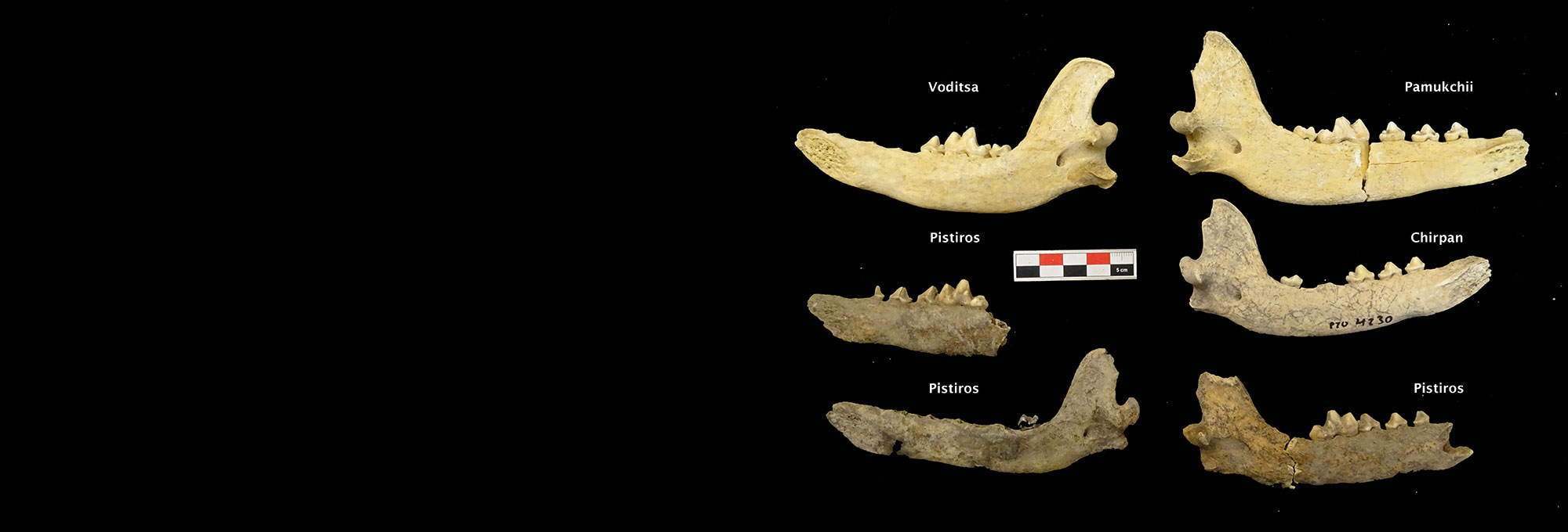 Dog mandibles recovered from Bulgarian Iron Age sites
