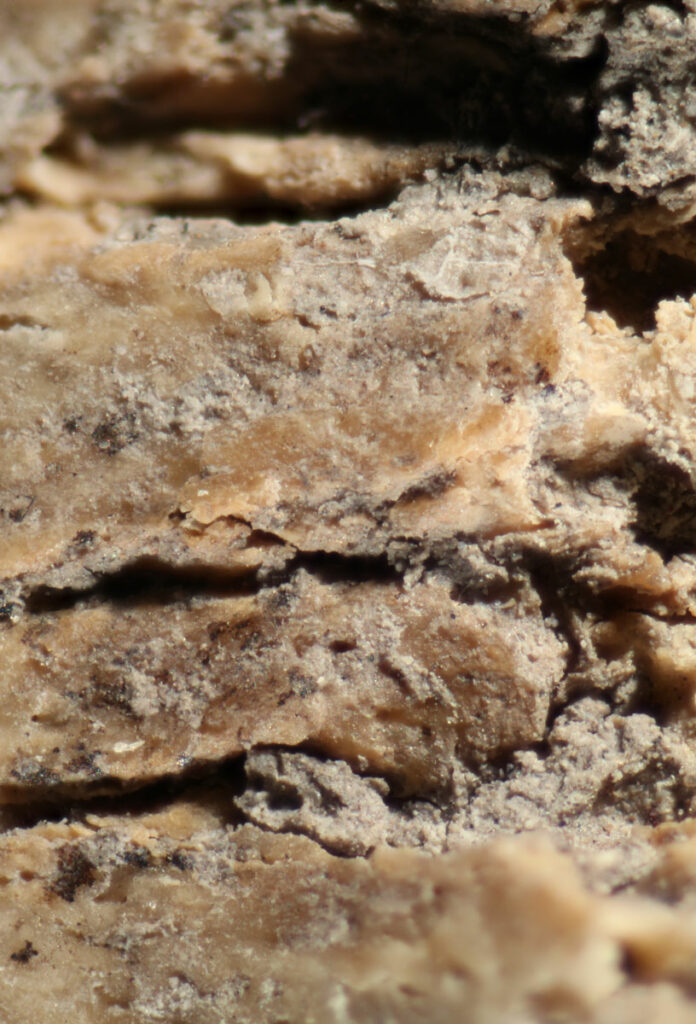 Cuts on dog vertebra