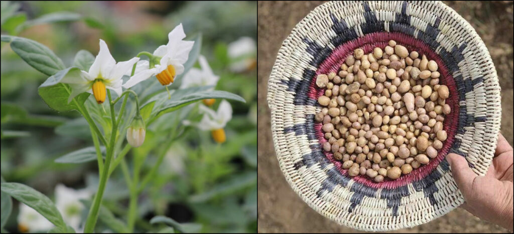 S. jamesii plant in flower (left) and tubers in a ceremonial basket (right)
