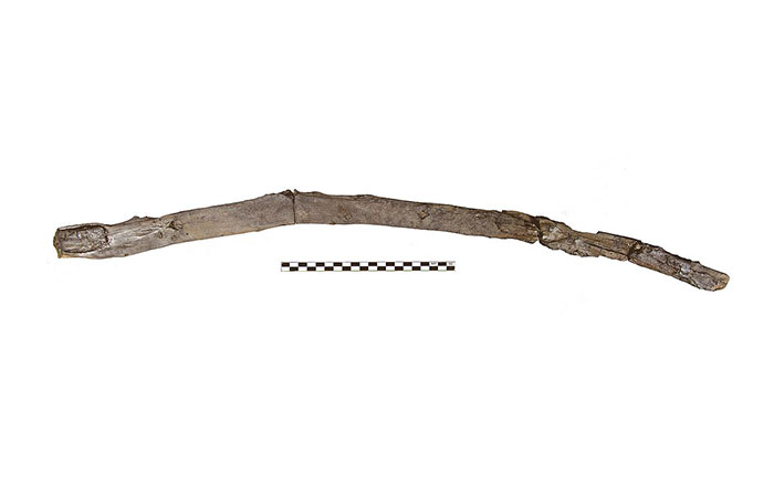 Digging or multifunctional stick used by humans from the Marathousa 1 site in Greece