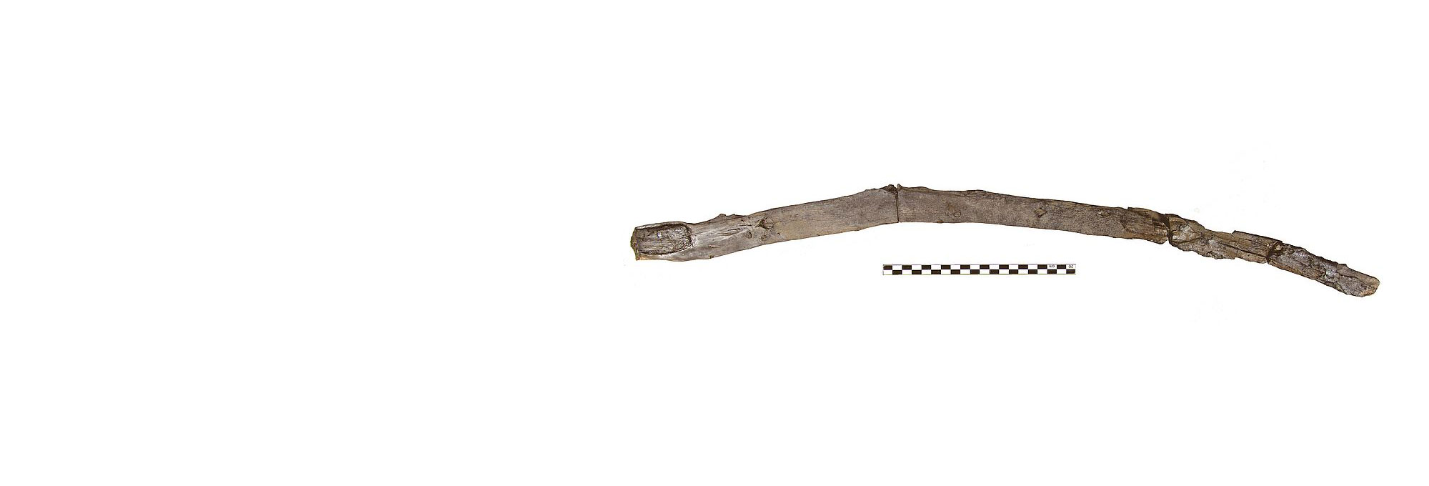 Digging or multifunctional stick used by humans from the Marathousa 1 site in Greece