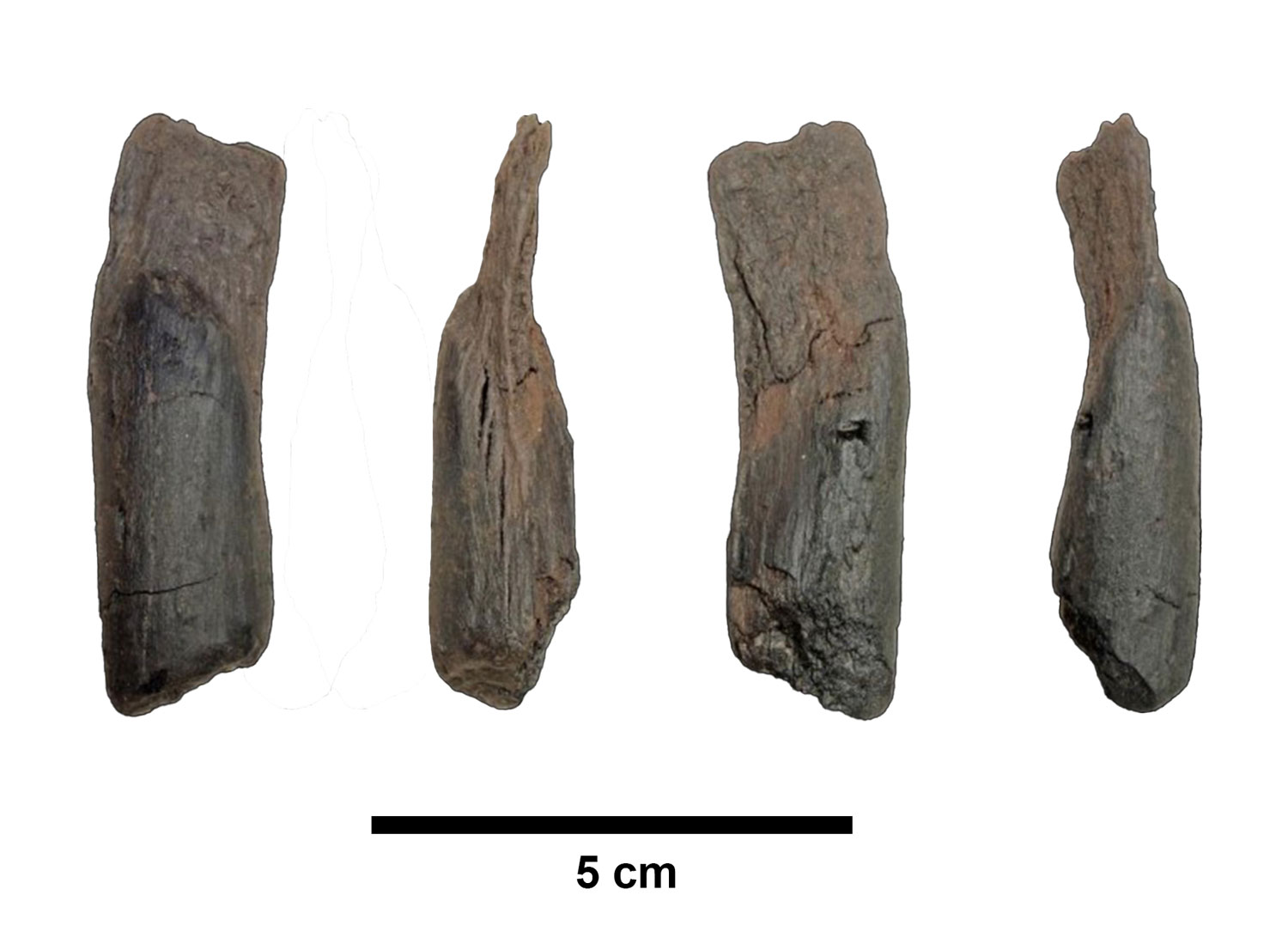 Photograph by N. Thompson, © K. Harvati