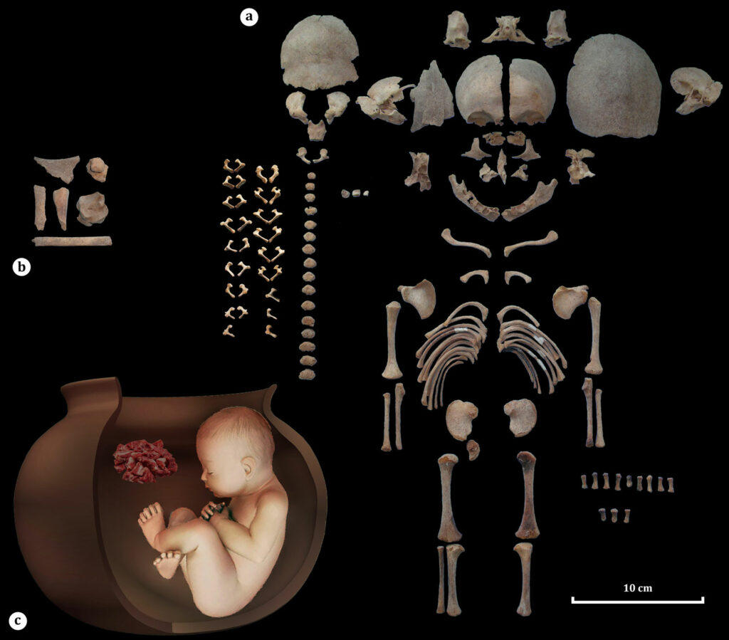 (a) Sheep or goat bones found in burial vessel; (b) Reconstruction of fetal vessel burial