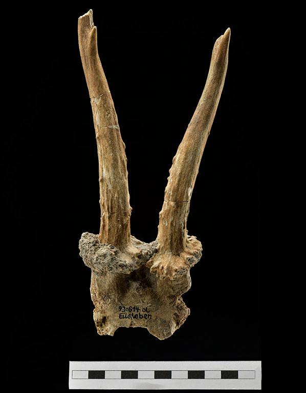 Roe deer skull headdress