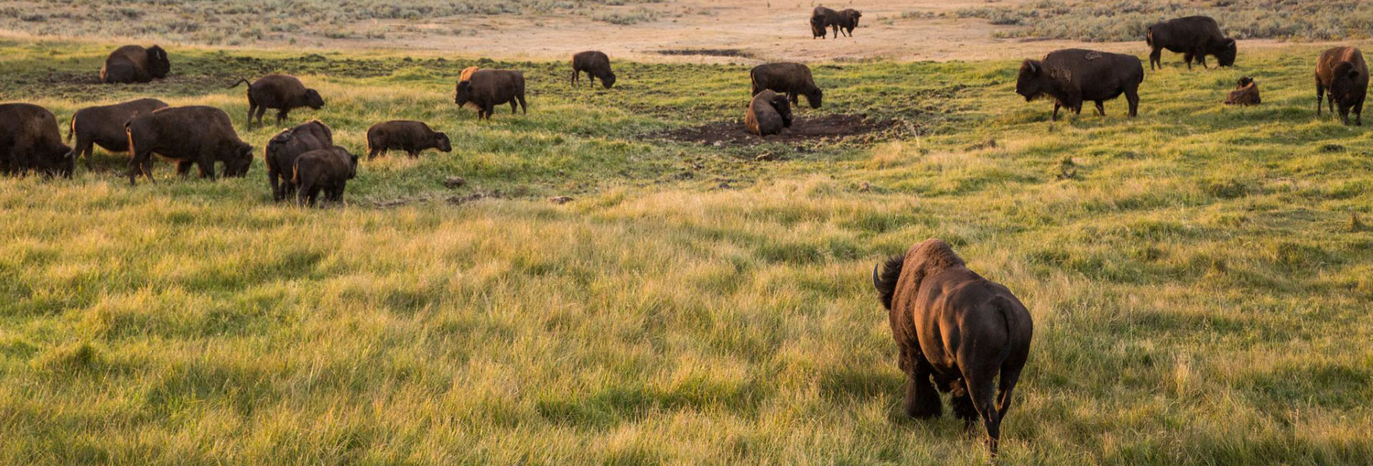 Bison in Lamar Valley