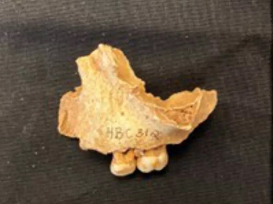 Remains of England's Earliest Known "Northerner" Belong to Mesolithic Girl