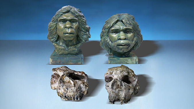 Reconstruction of the Yunxian Homo erectus skulls