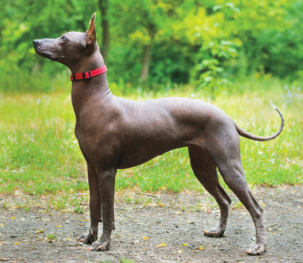 Modern Xoloitzcuintli dog breed