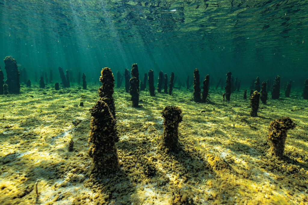 Ancient wooden pilings preserved under the waters of Lake Constance in southwestern Germany