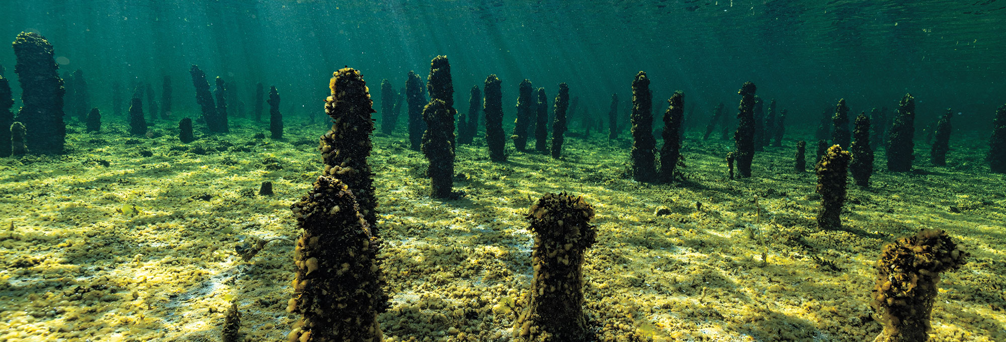 Ancient wooden pilings preserved under the waters of Lake Constance in southwestern Germany
