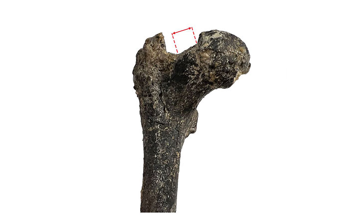 Graecopithecus femur