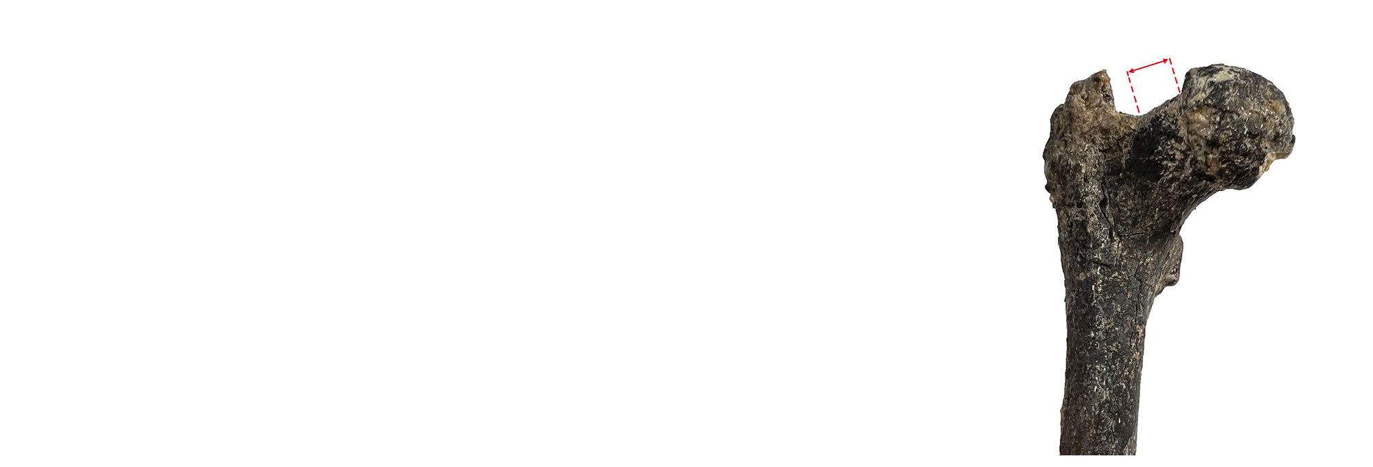 Graecopithecus femur