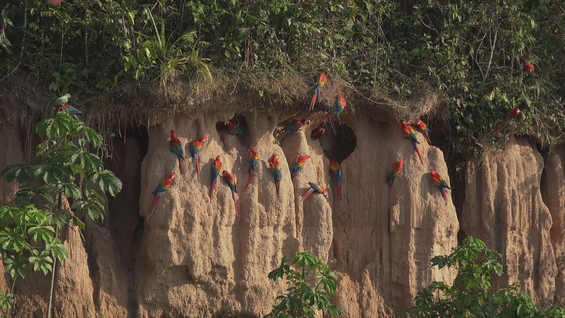 Colorful macaws at a clay lick in the Peruvian Amazon