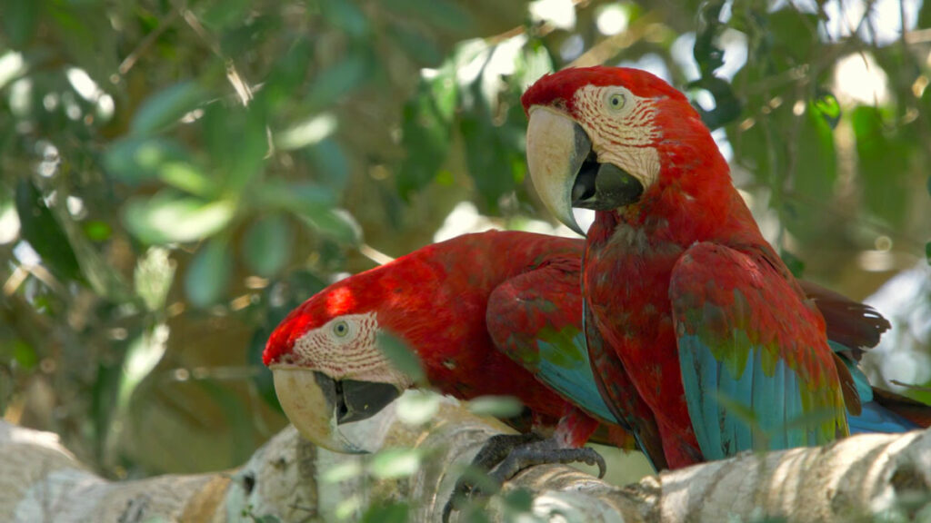 Red-and-green macaws