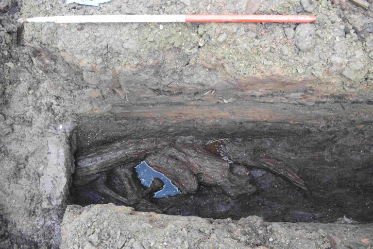 Preserved wood during excavation of a ditch in the Roman fortlet, Bearsden, Scotland
