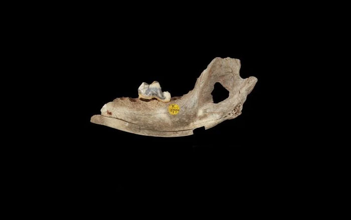 Dog jawbone from Gough’s Cave, England