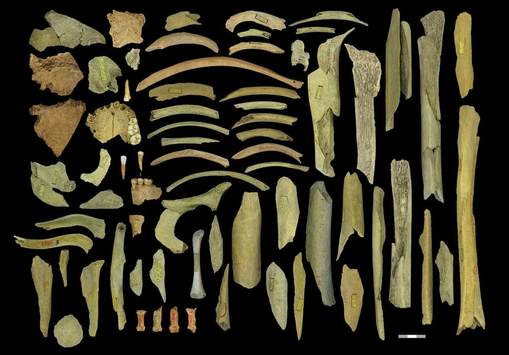 Neanderthal skeletal remains retrieved from Goyet Cave, Belgium