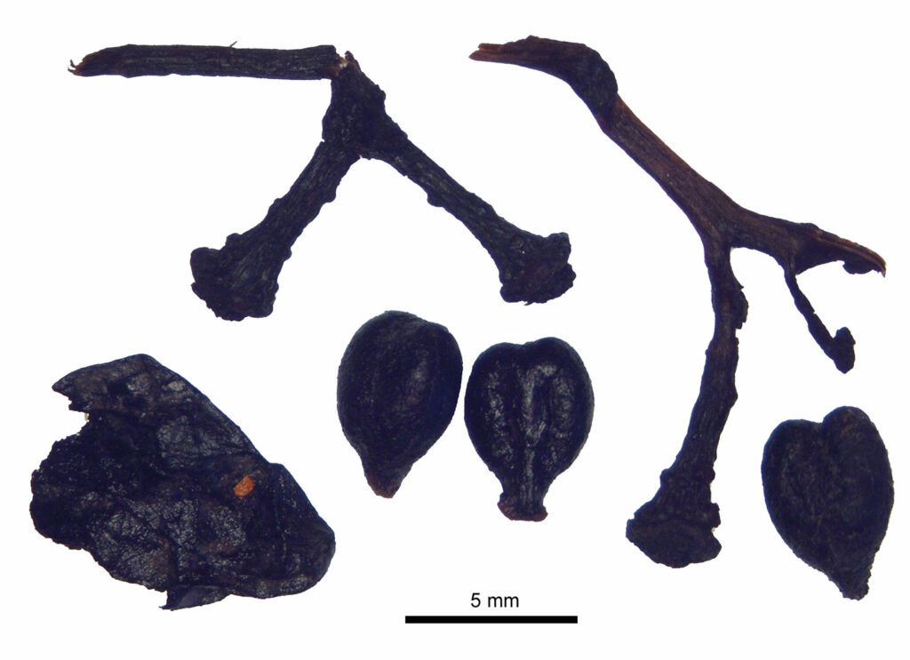 Archaeobotanical remains of grapes
