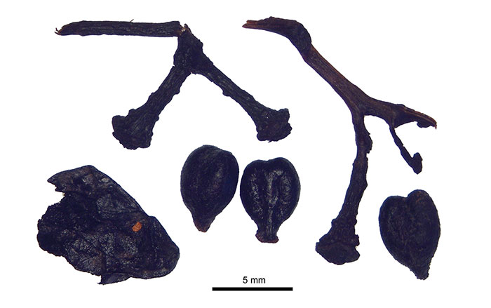 Archaeobotanical remains of grapes