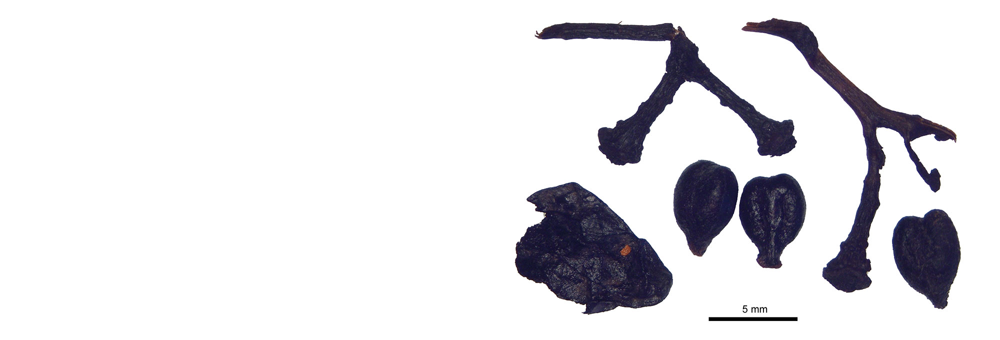 Archaeobotanical remains of grapes