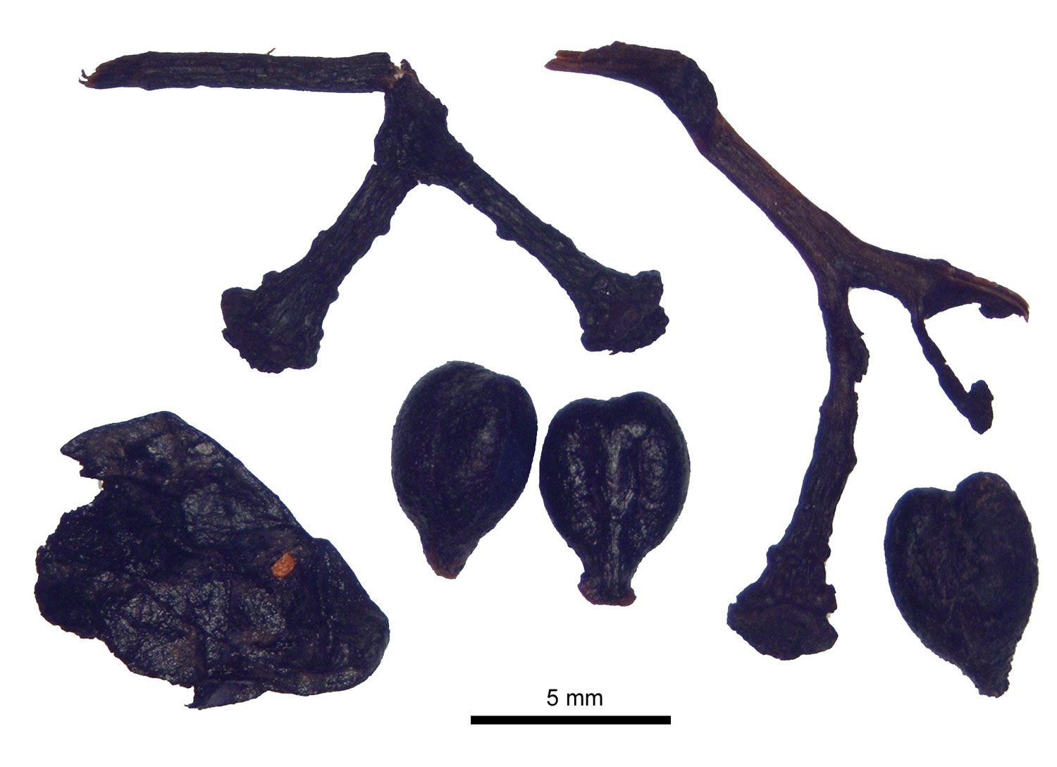Sarah Ivorra (ISEM, CNRS)