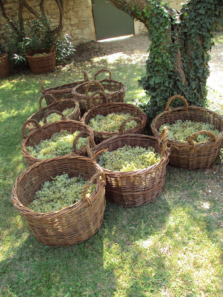 Harvest of Muscadet grapes in baskets