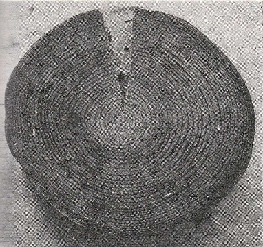 Archival photo of a slice of an excavated timber from Raknehaugen showing the tree's growth rings