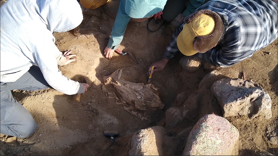 Archaeologists excavate a horse skull in Z&uuml;&uuml;nkhangai, Mongolia.