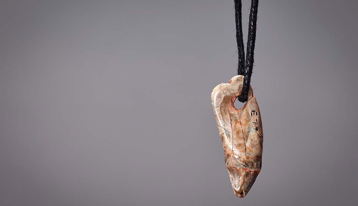 Seal tooth pendant hanging from a cord