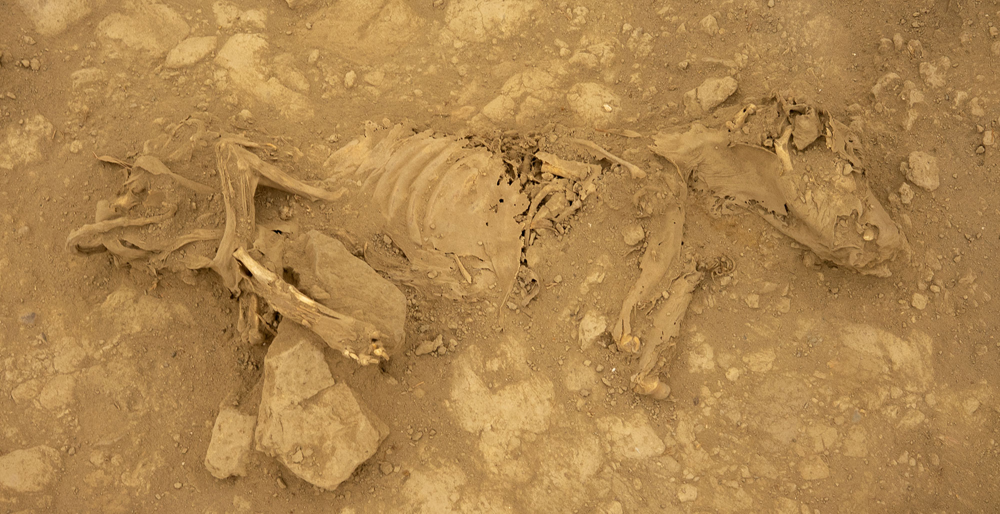 Dog skeleton during excavation, Castillo de Huarmey, Peru