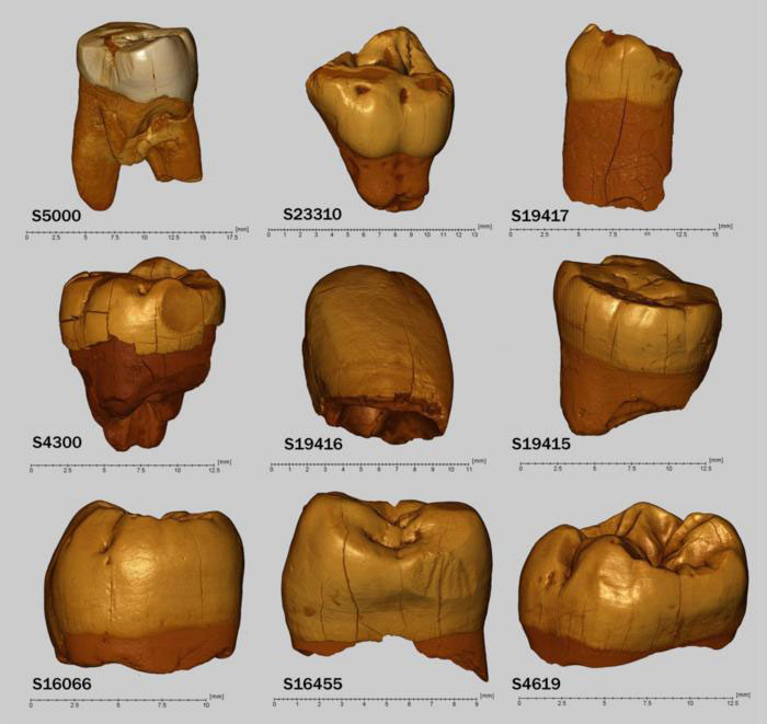 Neanderthal teeth