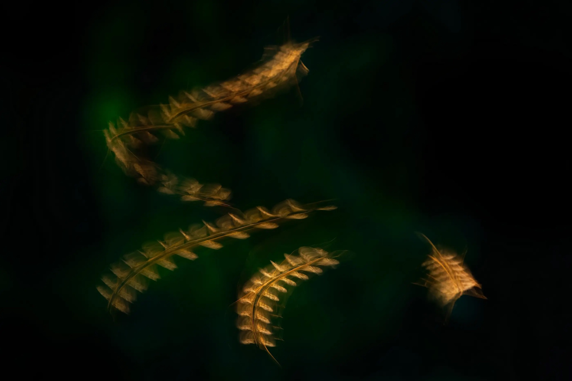 Long exposure photo of a mosquito in flight